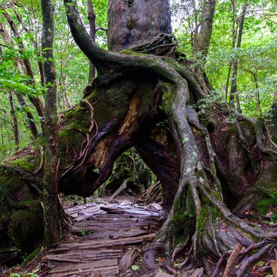 弾丸1泊2日で行く！屋久島ツアー モデルコースイメージ